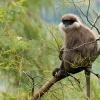 Hulman rudolici - Semnopithecus vetulus - Purple-faced Leaf Monkey o6787